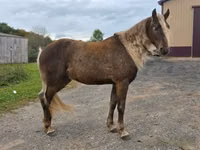حصان, Friesian — الصورة 2