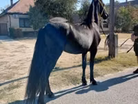 Caballo, Friesian — foto 5