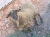Domba jantan, Suffolk sheep — foto 2