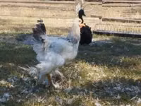 Brahma — photo 3