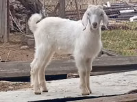 Kambing jantan, Damask goat — foto 4