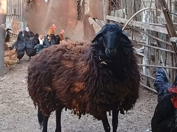 雌羊, Karabakh sheep