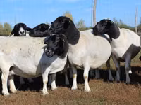 Ram, Dorper sheep — photo 4
