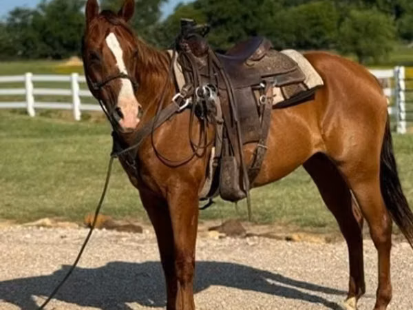 Cheval, Morgan