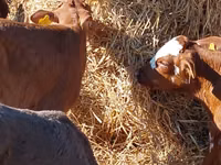 Cattle (batch, sex not specified), Simmental cattle — photo 3