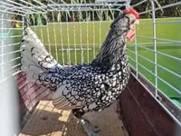 Sebright — Foto 4