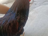 Barnevelder — photo 2