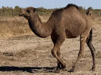ناقة, Kazakh Bactrian camel — الصورة 1