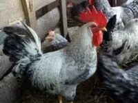 Leghorn — foto 1