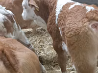 Bovinos (lote, sexo no especificado), Simmental cattle — foto 2