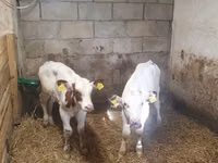 Banteng, Simmental cattle — foto 3