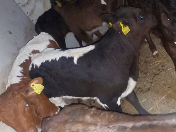 मवेशी (लॉट, लिंग निर्दिष्ट नहीं), Simmental cattle