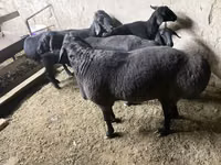 雄羊, Hissar sheep — 写真 2