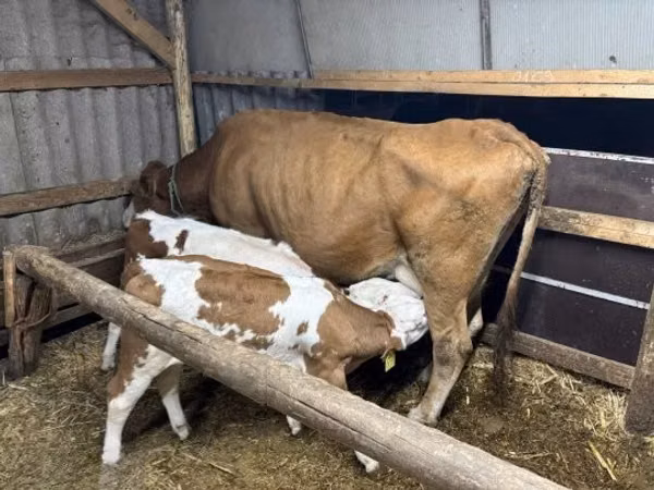 母牛, Simmental cattle