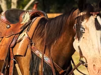 雌馬, American paint horse — 写真 5