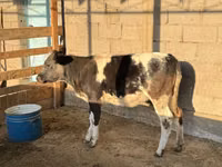 Vache, Bleue de Belgique — photo 2