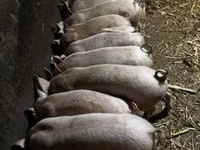 Babi betina — foto 3