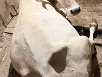 Vaca, Ukrainian Brown Dairy Cattle — foto 1