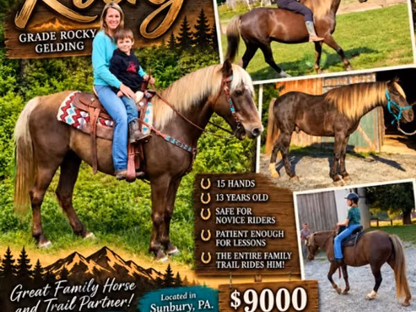 雄馬, Rocky Mountain Horse