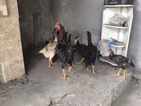 Chickens — 写真 2