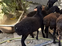 Domba jantan, Aland sheep — foto 2