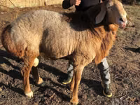 Widder, Schafe — Foto 1