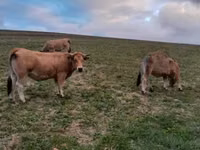 بقرة, Aubrac cattle — الصورة 2