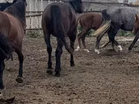 Caballo, Kushum Horse — foto 3