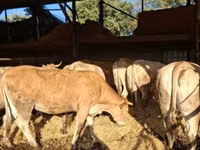 بقرة, Blonde d’Aquitane cattle — الصورة 2