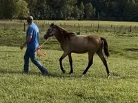 雌馬, Rocky Mountain Horse — 写真 7