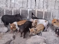 خنازير (دفعة، الجنس غير محدد) — الصورة 3
