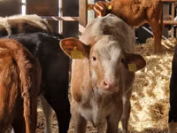أبقار (دفعة، الجنس غير محدد), Simmental cattle — الصورة 3