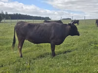 Vaca, Wagyu — foto 2