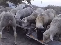 Domba jantan, Ile-de-France sheep — foto 6
