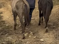 雌馬, Rocky Mountain Horse — 写真 3