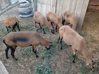 Brebis, Cameroon sheep — photo 2