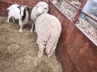 Ram, Sheep — photo 3