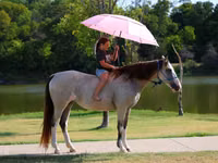 فرس, Skyros Pony — الصورة 8