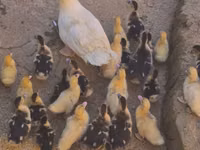 Ducks — Foto 1
