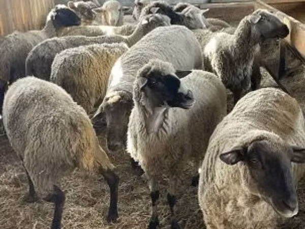 Widder, White Suffolk sheep