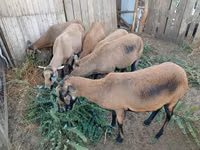 Domba betina, Cameroon sheep — foto 2