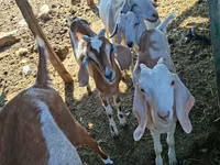 Cabra, Nubian Goat — foto 2