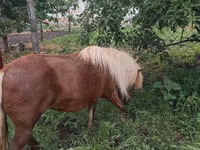 Jument, Australian Pony — photo 4