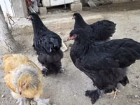 Brahma — foto 3