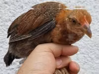 Chickens — photo 4