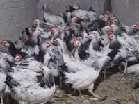 Chickens — Foto 1