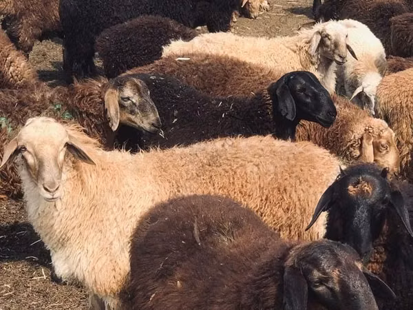 मेढ़ा, Katum sheep