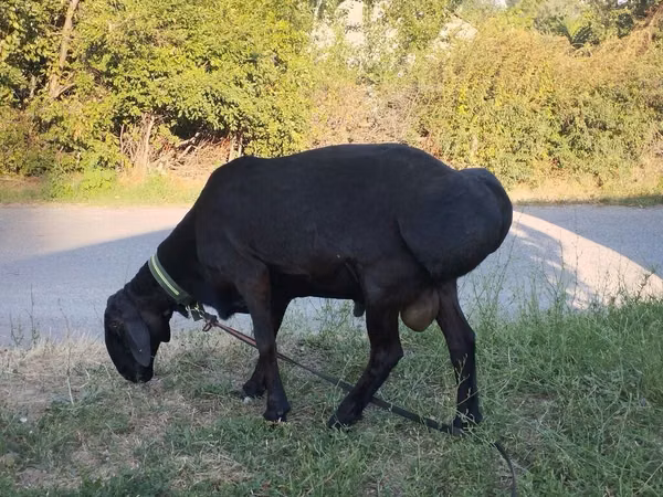 Widder, Edilbay sheep