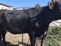 Vaca, Raza Holstein — foto 7