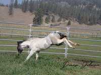 Caballo, National Show Horse — foto 6